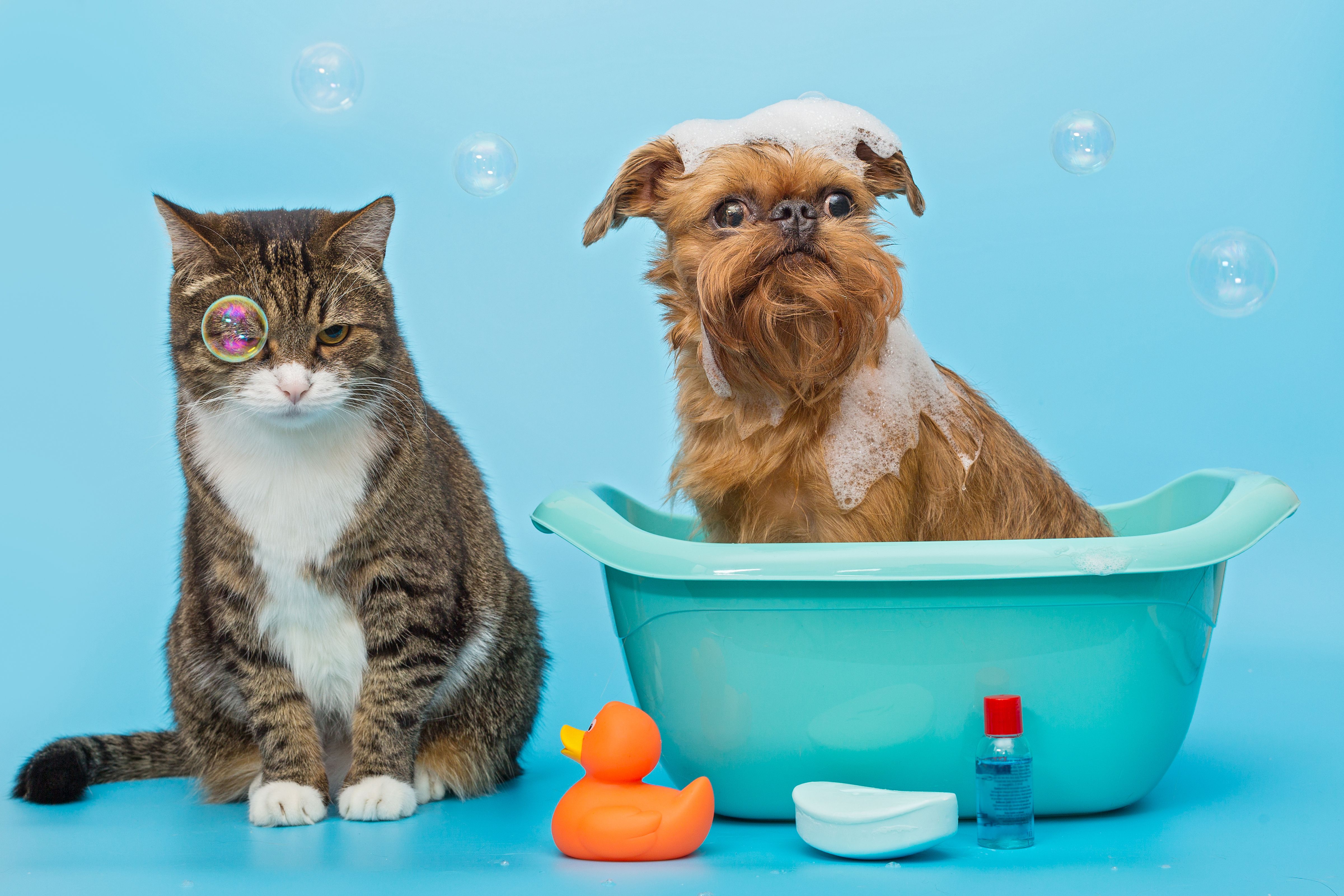 Hospital Veterinário Chipi Care - Rio de Janeiro